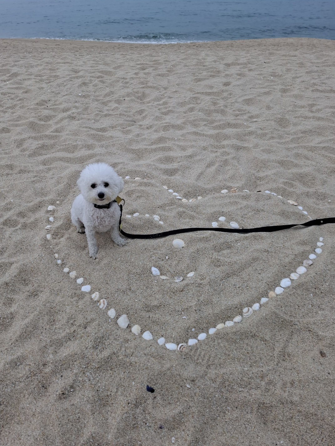 꼬리 흔드는 여행일기