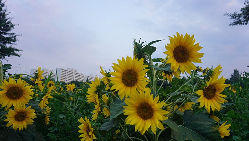 프로필사진