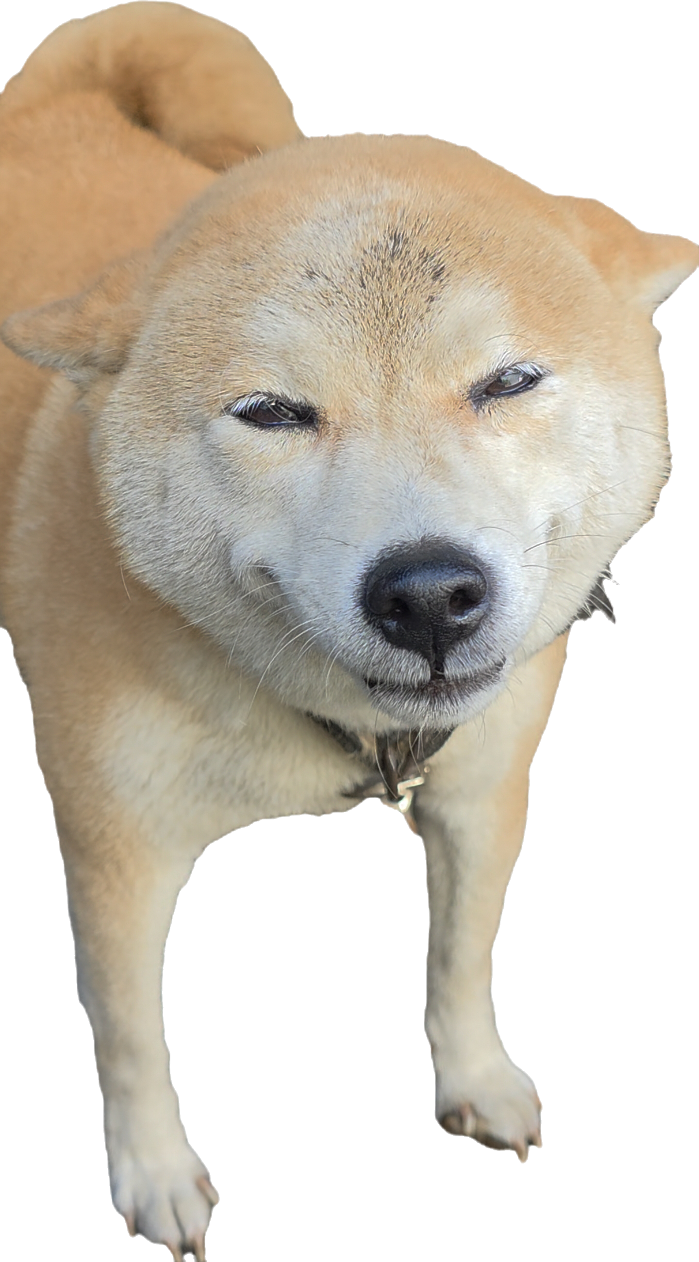 추천 강아지