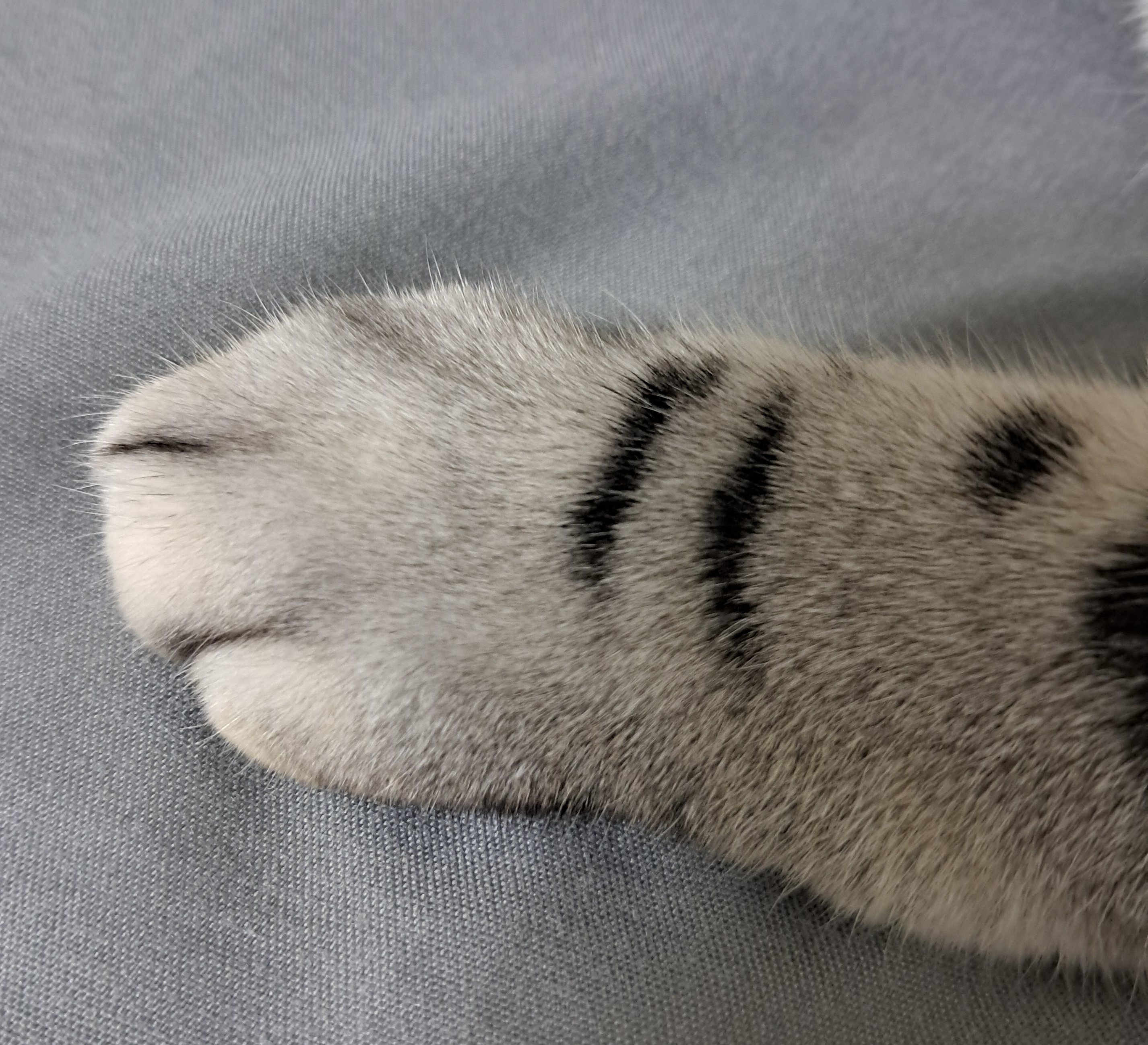 햇살 속 고양이