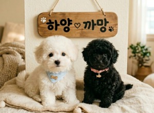 블로그 이미지